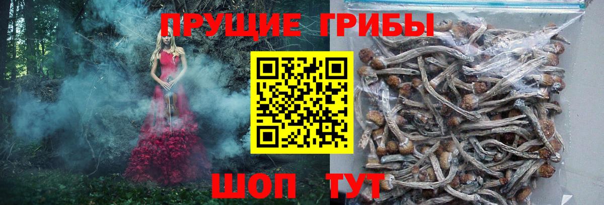 Курчалой  Галлюциногенные грибы Psilocybe  Галлюциногенные грибы мицелий  Вход с VPN 